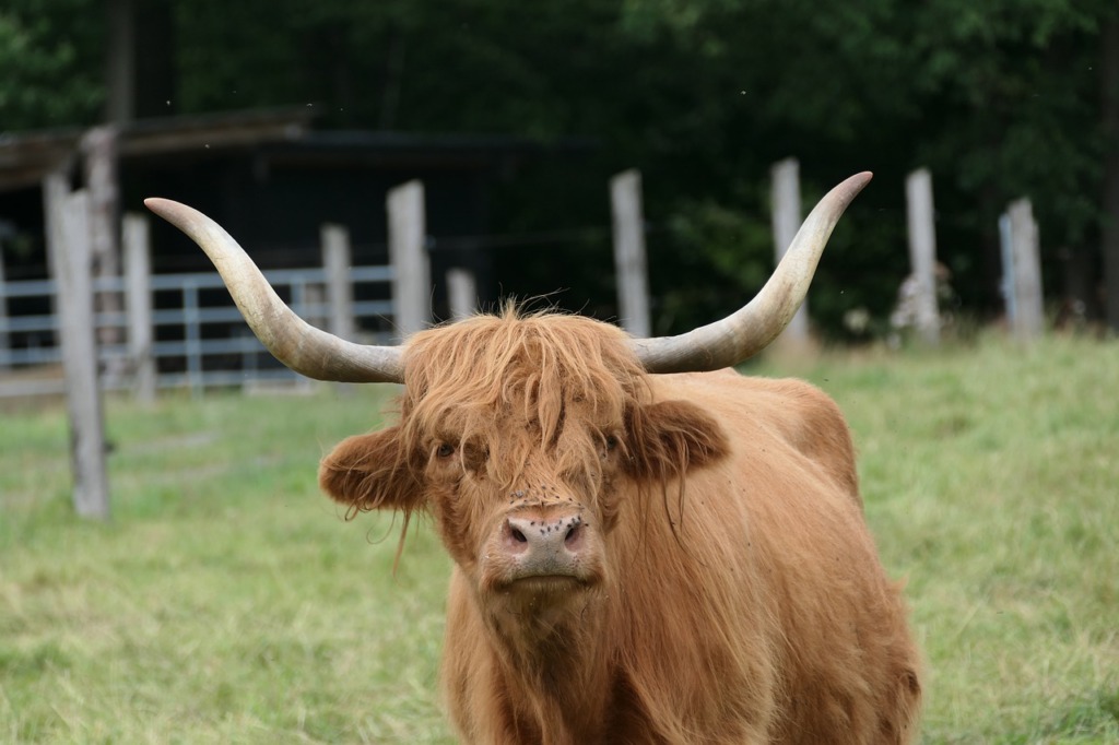 Highland Cattle Cow Cattle Horns  - Die_Berlinerin / Pixabay