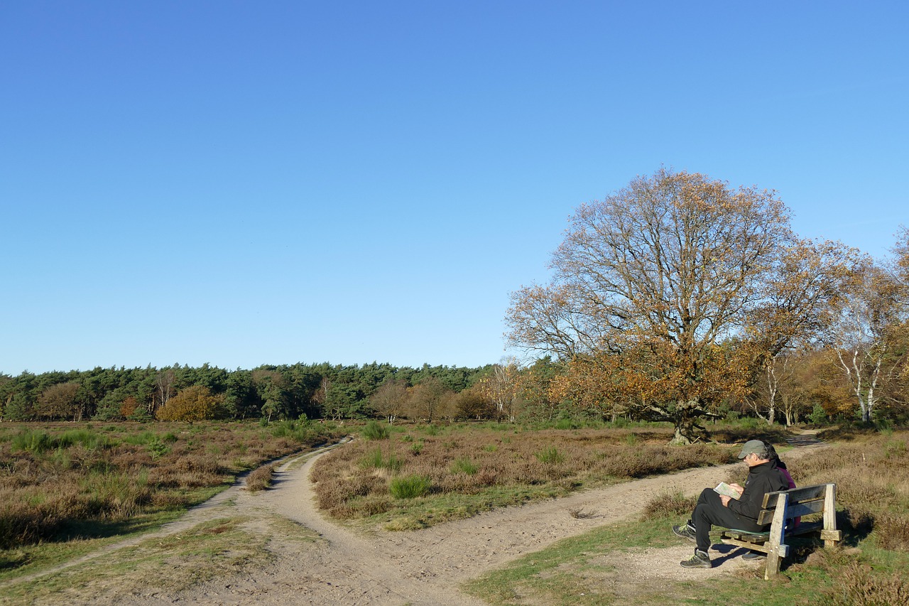 Hiking Path Trees Bank Man Book - MrsBrown / Pixabay