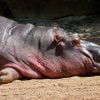 Hippo Hippopotamus Africa Pachyderm  - NakNakNak / Pixabay