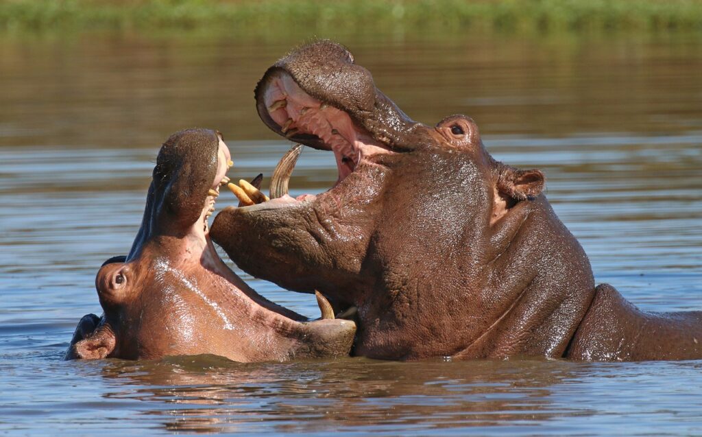Hippo Teeth Hippopotamus Mouth  - anramb / Pixabay