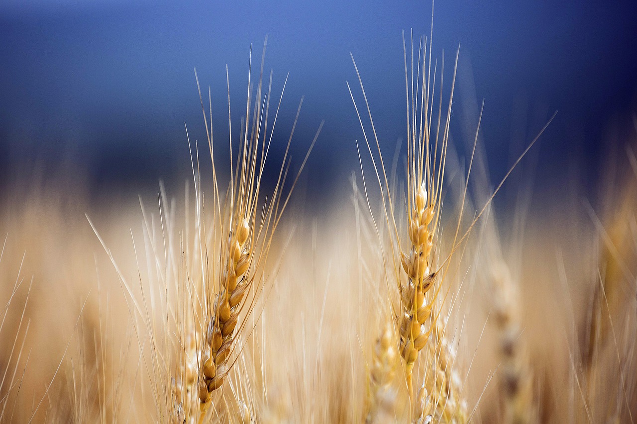 Hokkaido Japan Wheat Food  - marinacath / Pixabay