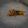 Hornet Wasp Insect Wood Animal  - Pedalkraft / Pixabay