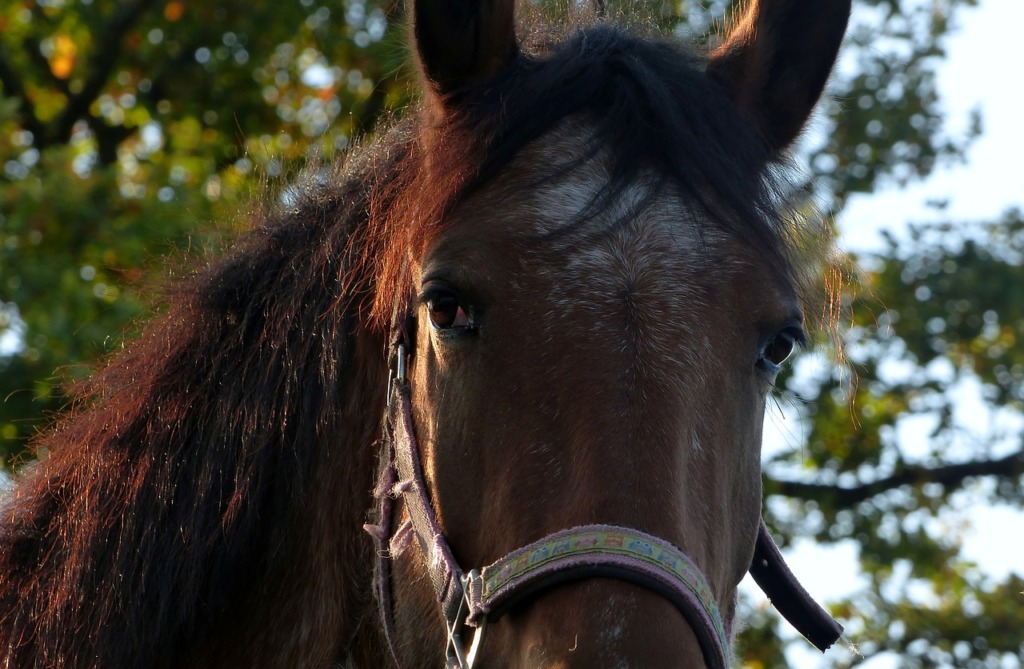 Horse Animal Horses Head Portrait  - J_Blueberry / Pixabay