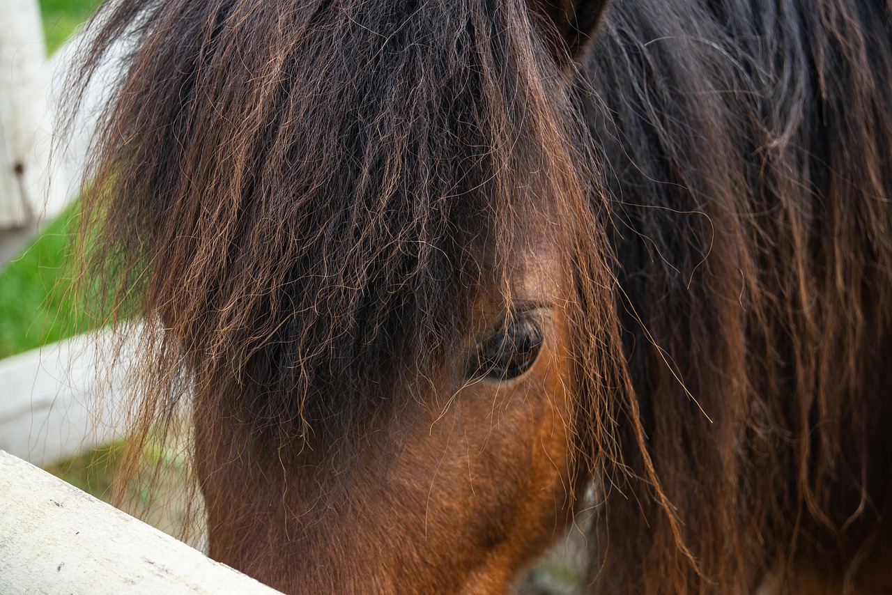 Horse Animal Mane Stallion Pony - fotos1992 / Pixabay