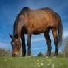 Horse Animal Pasture Grazing  - dendoktoor / Pixabay