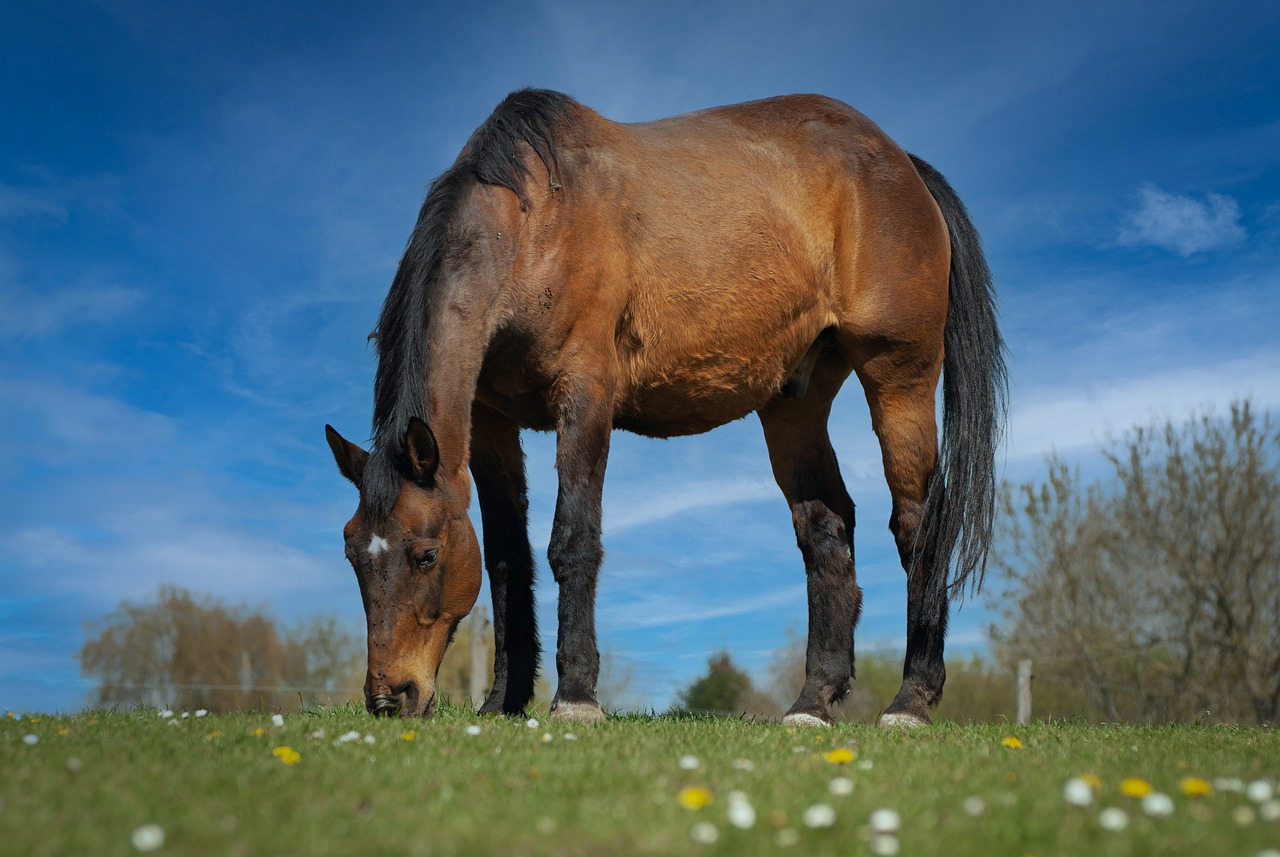 Horse Animal Pasture Grazing  - dendoktoor / Pixabay