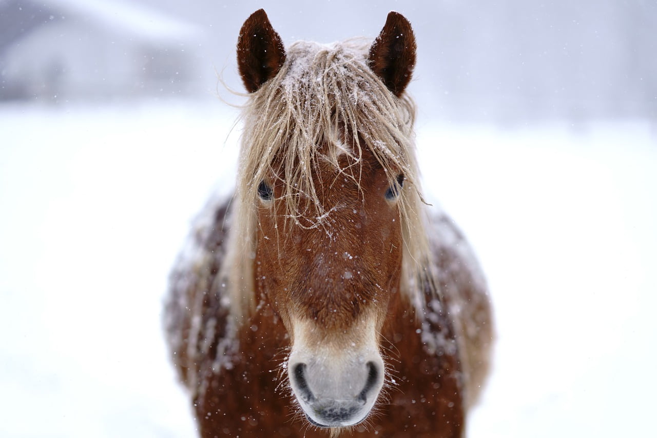 Horse Animal Winter Hokkaido  - makieni777 / Pixabay