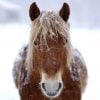 Horse Animal Winter Hokkaido  - makieni777 / Pixabay