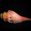 Horse Conch Conch Shell Seashell  - Ray_Shrewsberry / Pixabay