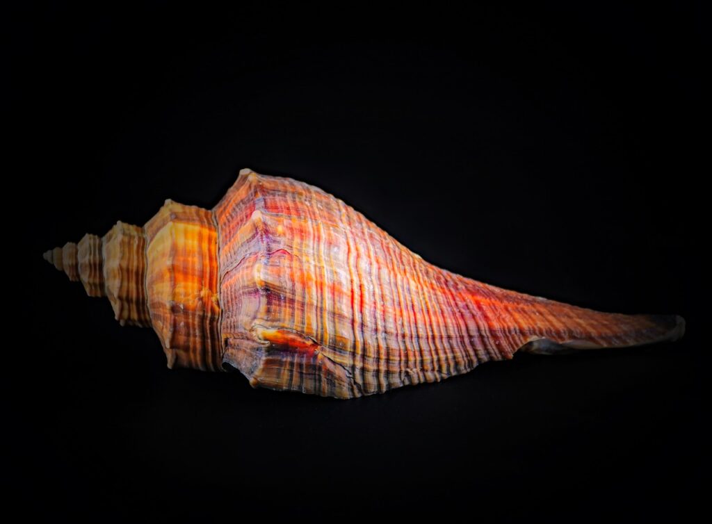 Horse Conch Conch Shell Seashell  - Ray_Shrewsberry / Pixabay