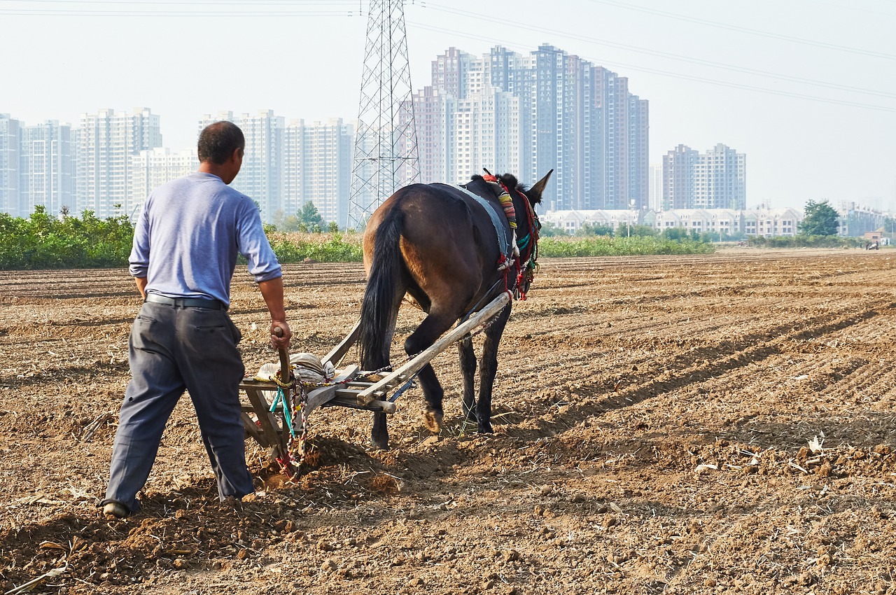 Horse Cultivation Farm Plow  - Brusse / Pixabay