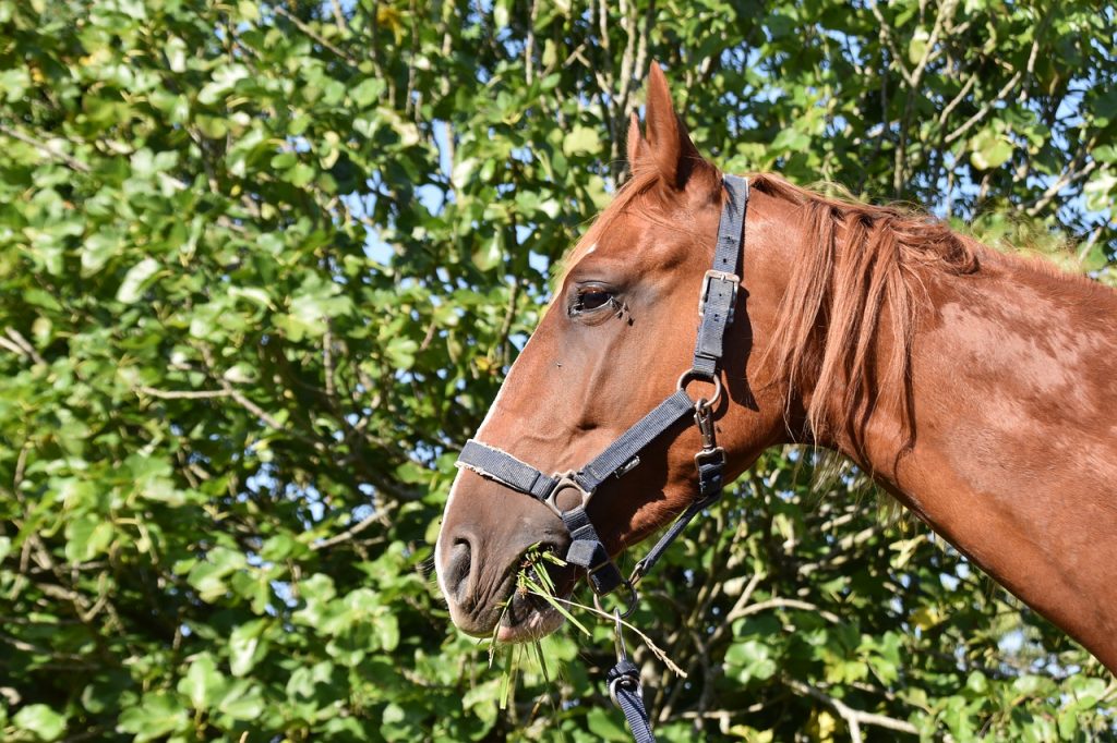 Horse Equine Animal Trotter  - JACLOU-DL / Pixabay