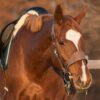 Horse Equine Equestrian Mane  - RebeccasPictures / Pixabay