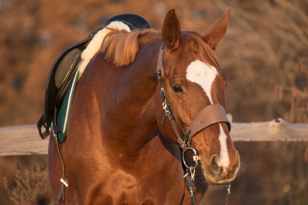 Horse Equine Equestrian Mane  - RebeccasPictures / Pixabay