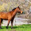 Horse Equine Paddock Fence  - Sammy-Williams / Pixabay