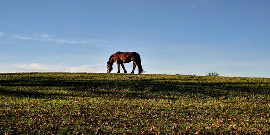 Horse Grazing Pasture Animal  - wojciechszulc / Pixabay