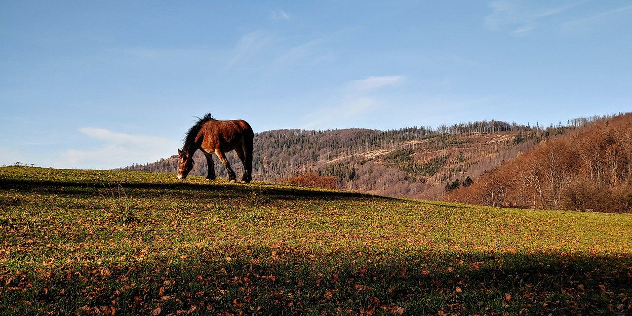 Horse Grazing Pasture Animal  - wojciechszulc / Pixabay