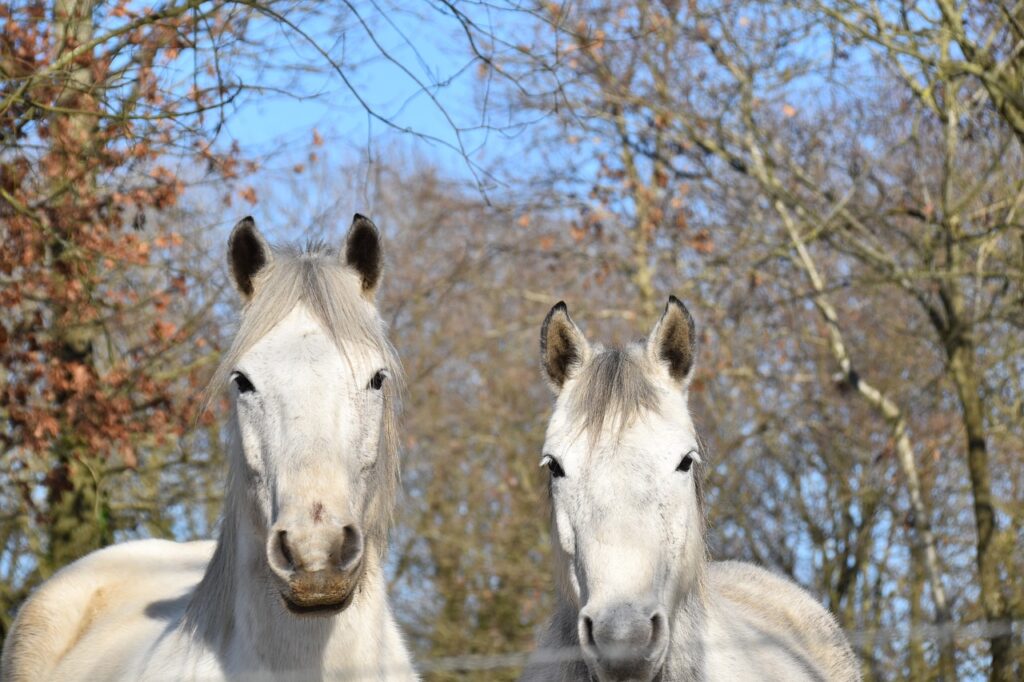 Horse Horses Portrait Of Animals  - JACLOU-DL / Pixabay