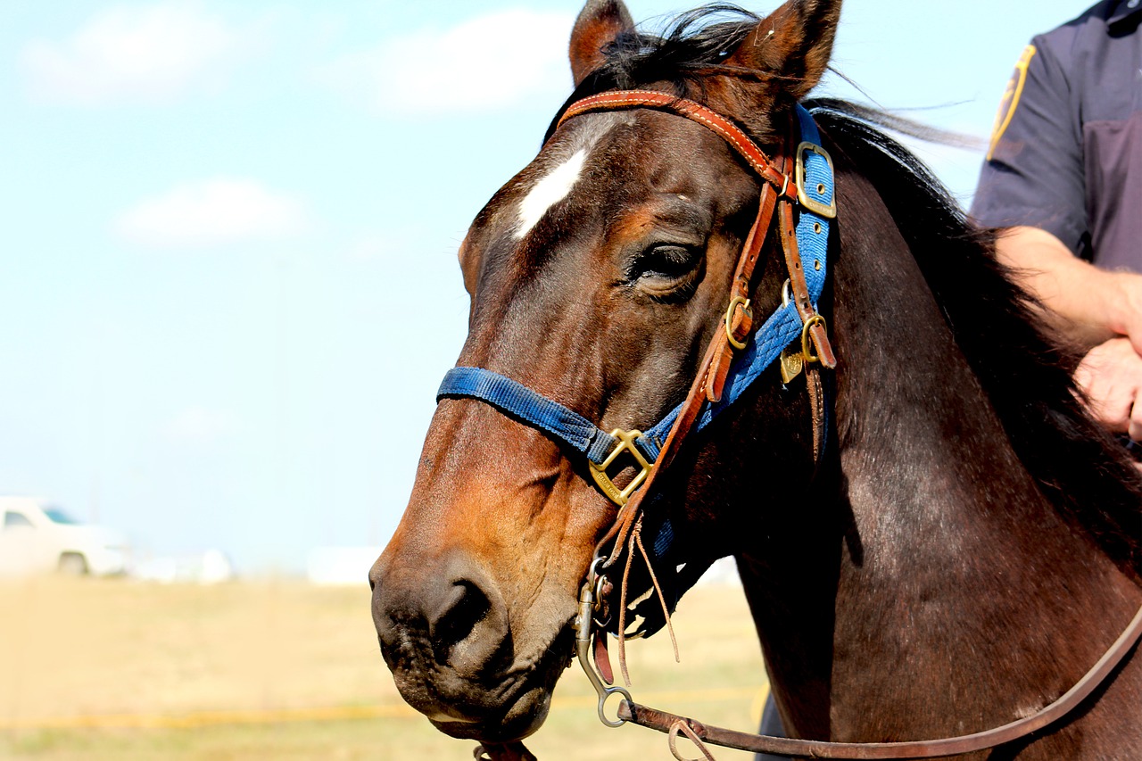 Horse Man Horseback  - ZeeChow / Pixabay