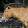 Horse Mane Mammal Head  - sharkolot / Pixabay