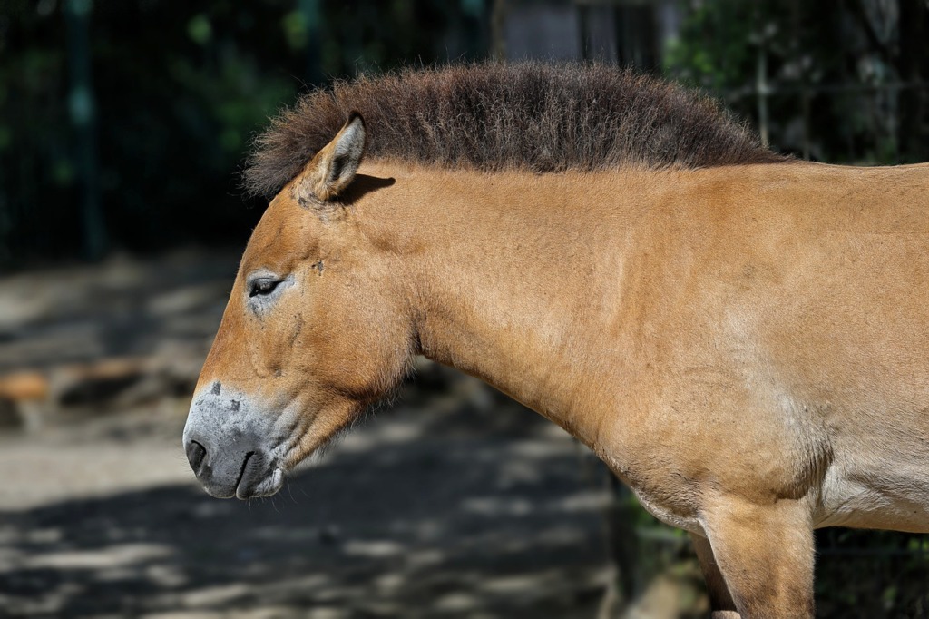 Horse Mane Mammal Head  - sharkolot / Pixabay
