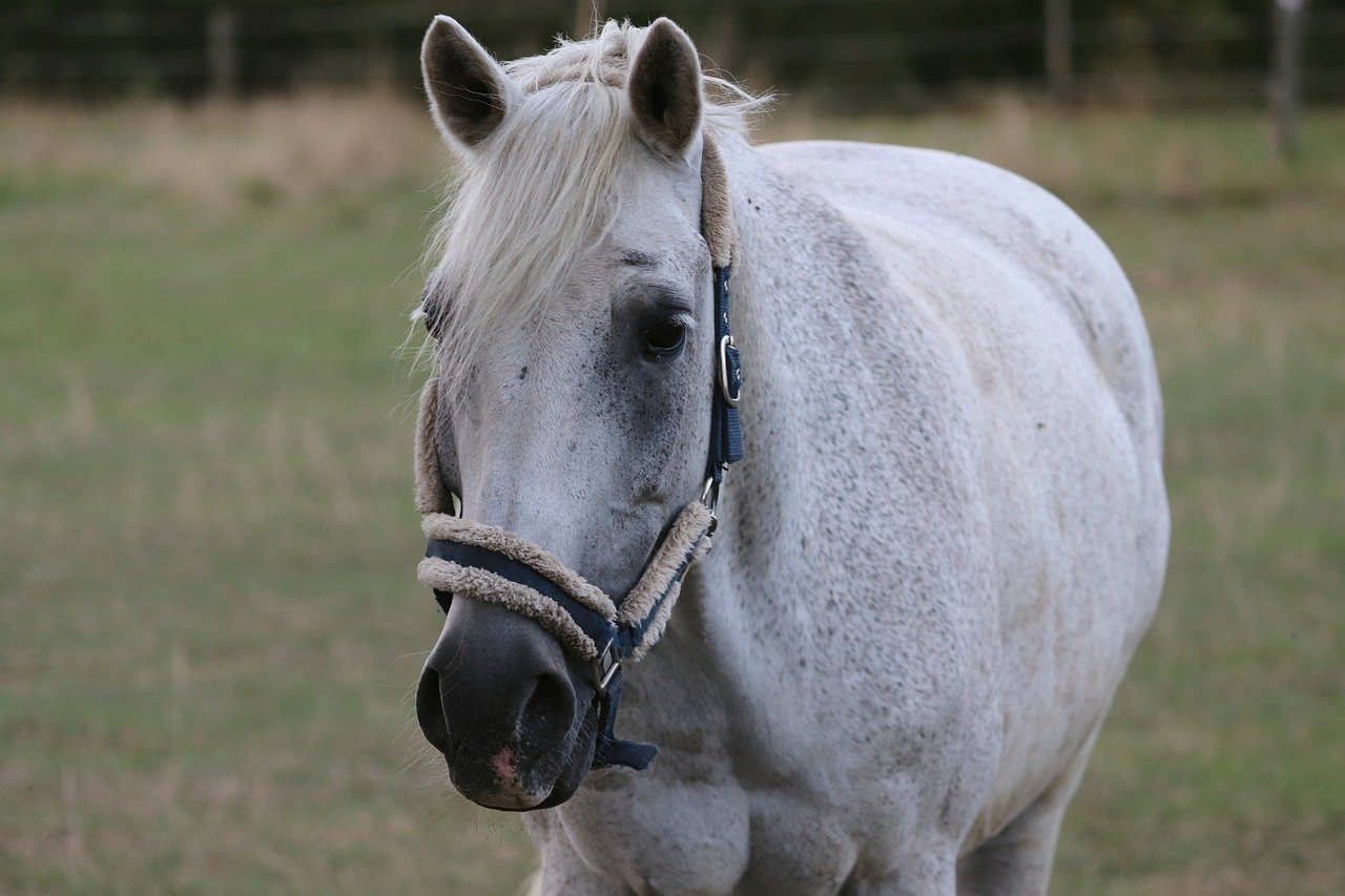 Horse Mold Halter Head Horse Head  - manfredrichter / Pixabay