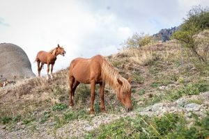 Horse Mount Rock Nature Horseshoe  - wylkas / Pixabay