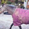 Horse Pony Blanket Horse Blanket  - Pezibear / Pixabay