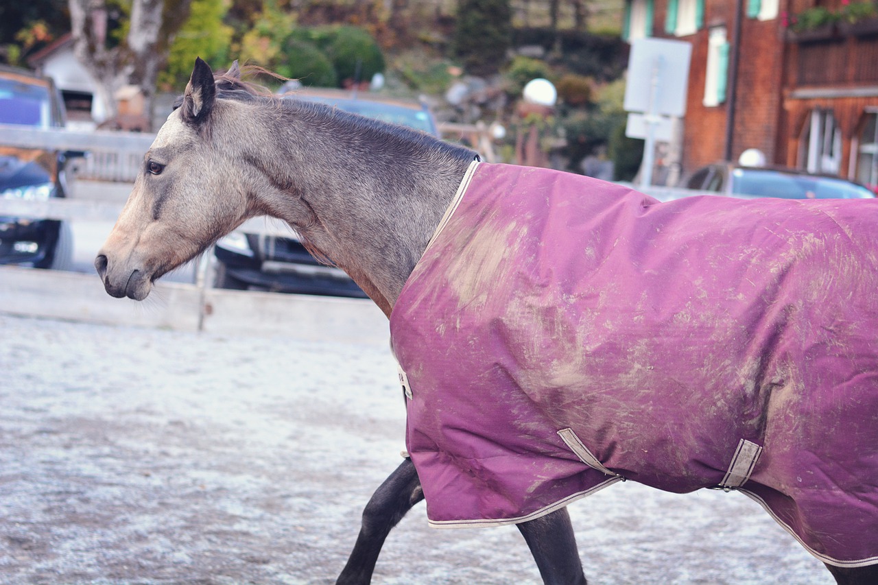 Horse Pony Blanket Horse Blanket - Pezibear / Pixabay