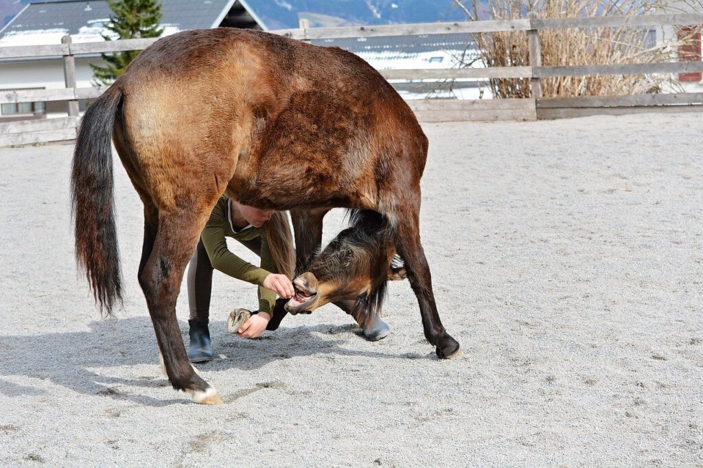 Horse Pony Girl Child Foal Stunt  - Pezibear / Pixabay
