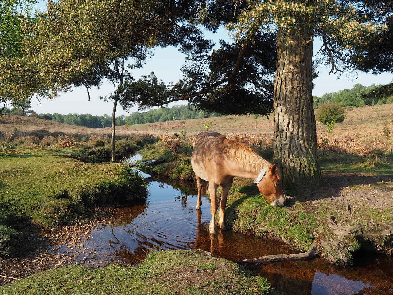 Horse Pony New Forest Hampshire  - NickWindsor / Pixabay