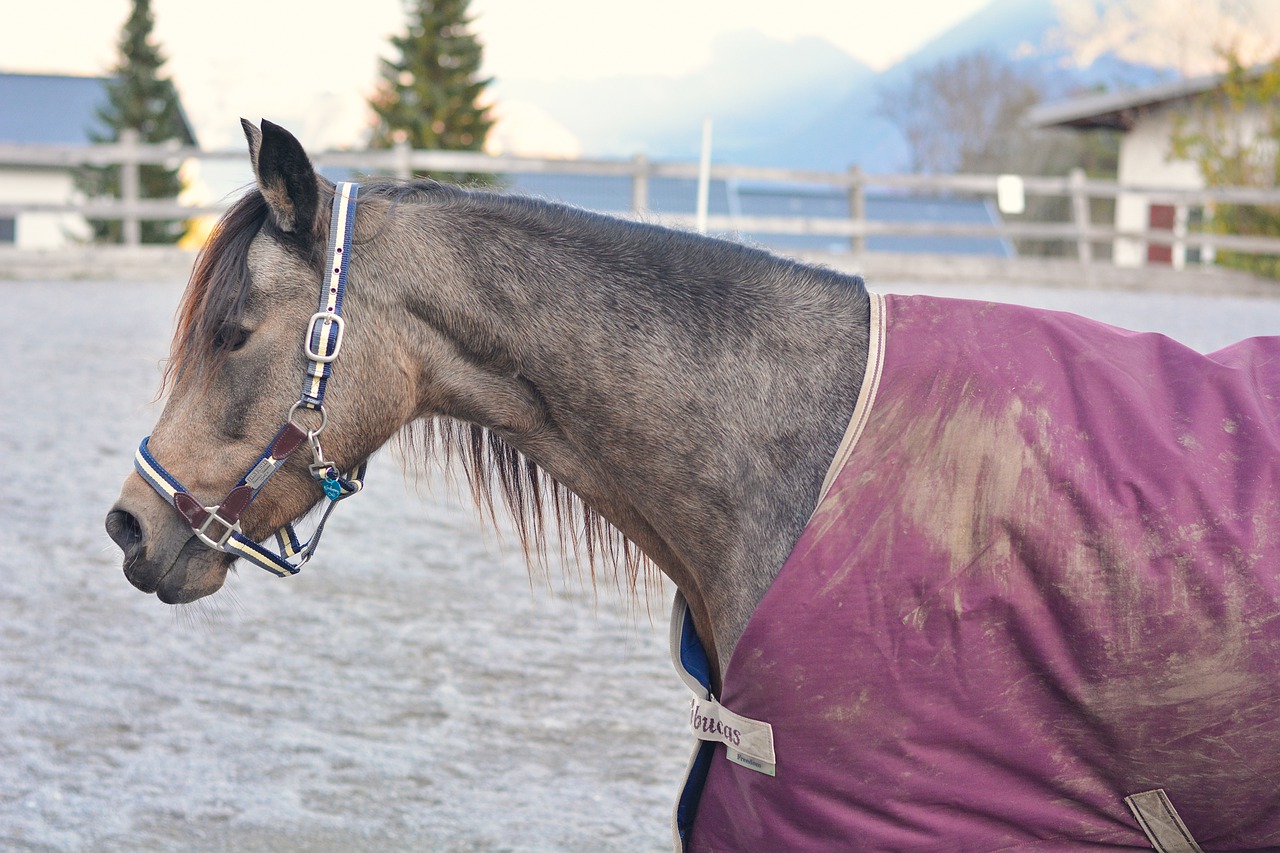 Horse Pony Riding Pony  - Pezibear / Pixabay