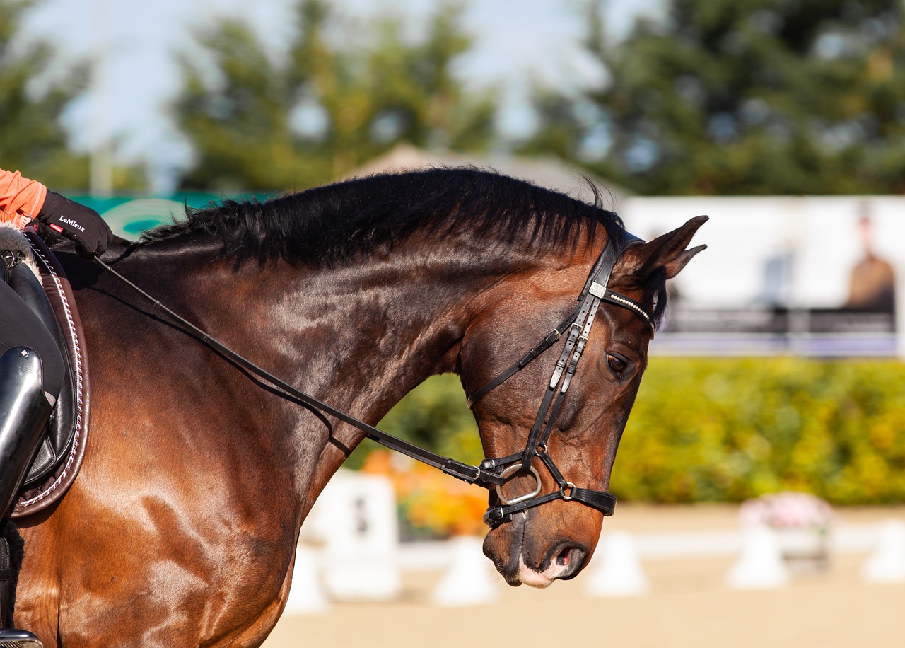Horse Riding Horse Animal  - TheOtherKev / Pixabay