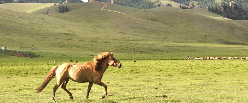 Horse Running Animal Green Pasture  - Erdenebayar / Pixabay
