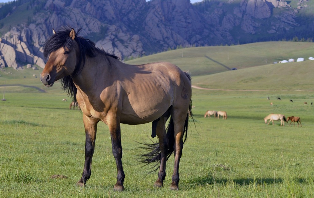 Horse Stallion Animal Equine  - Erdenebayar / Pixabay