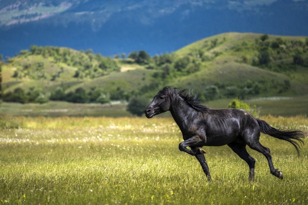 Horse Stallion Equine Equestrian  - Atlantios / Pixabay