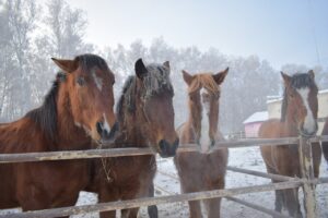 Horse Stallion Mane Snow Winter  - Tanya_Banschiva / Pixabay