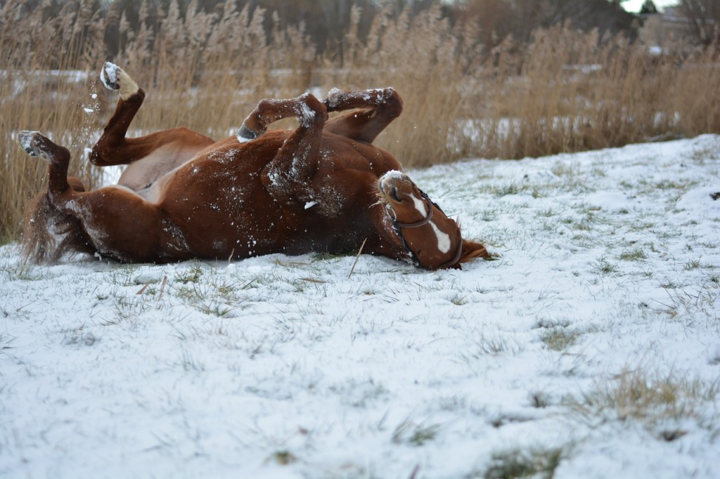 Horse Winter Animal Countryside  - HellymaxArt / Pixabay