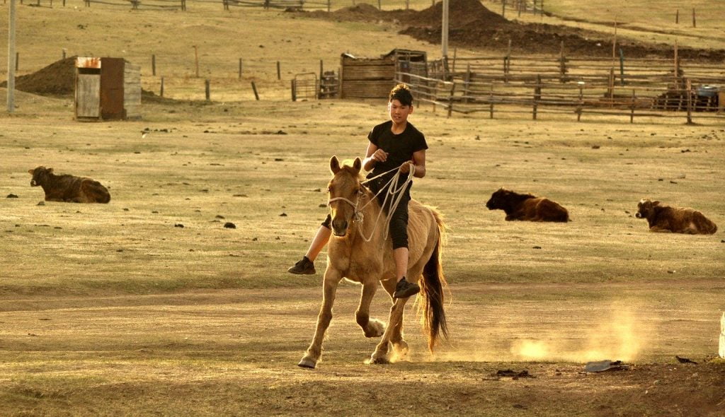 Horseman Horse Rider Horseback  - Erdenebayar / Pixabay