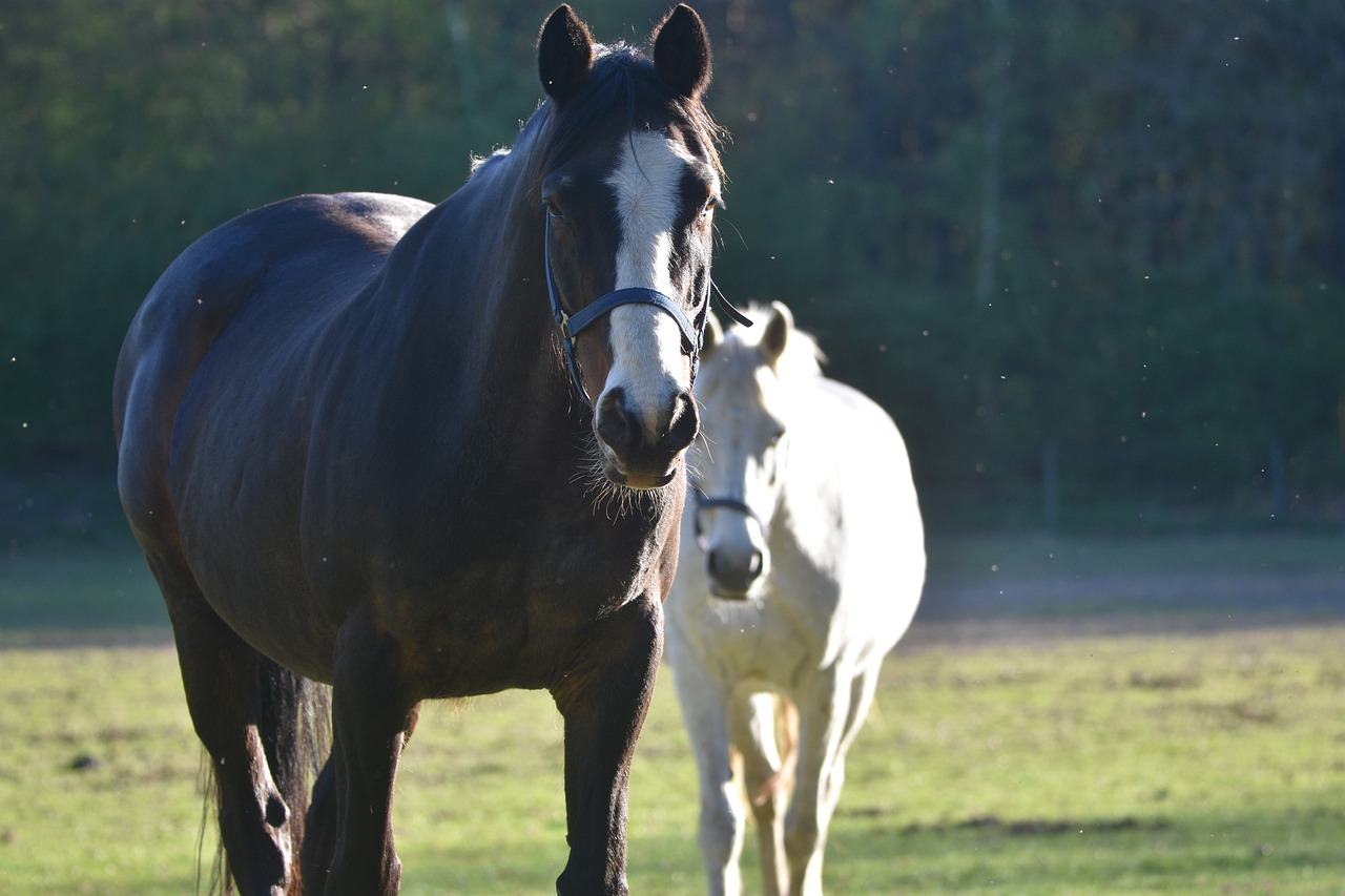 Horses Animals Mammals Nature  - artellliii72 / Pixabay