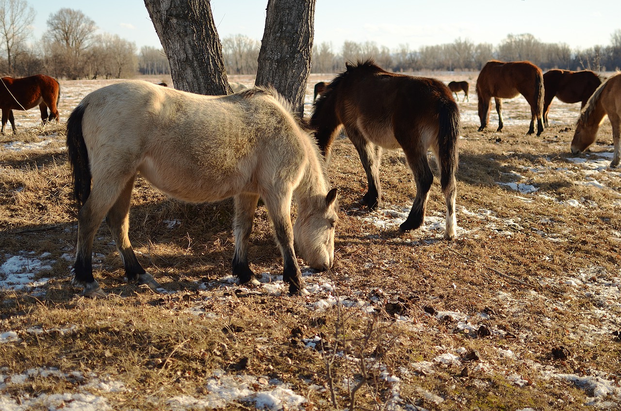 Horses Animals Winter Snow Herd  - azxa661 / Pixabay