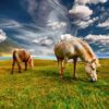 horses grazing pastures equines 2427513
