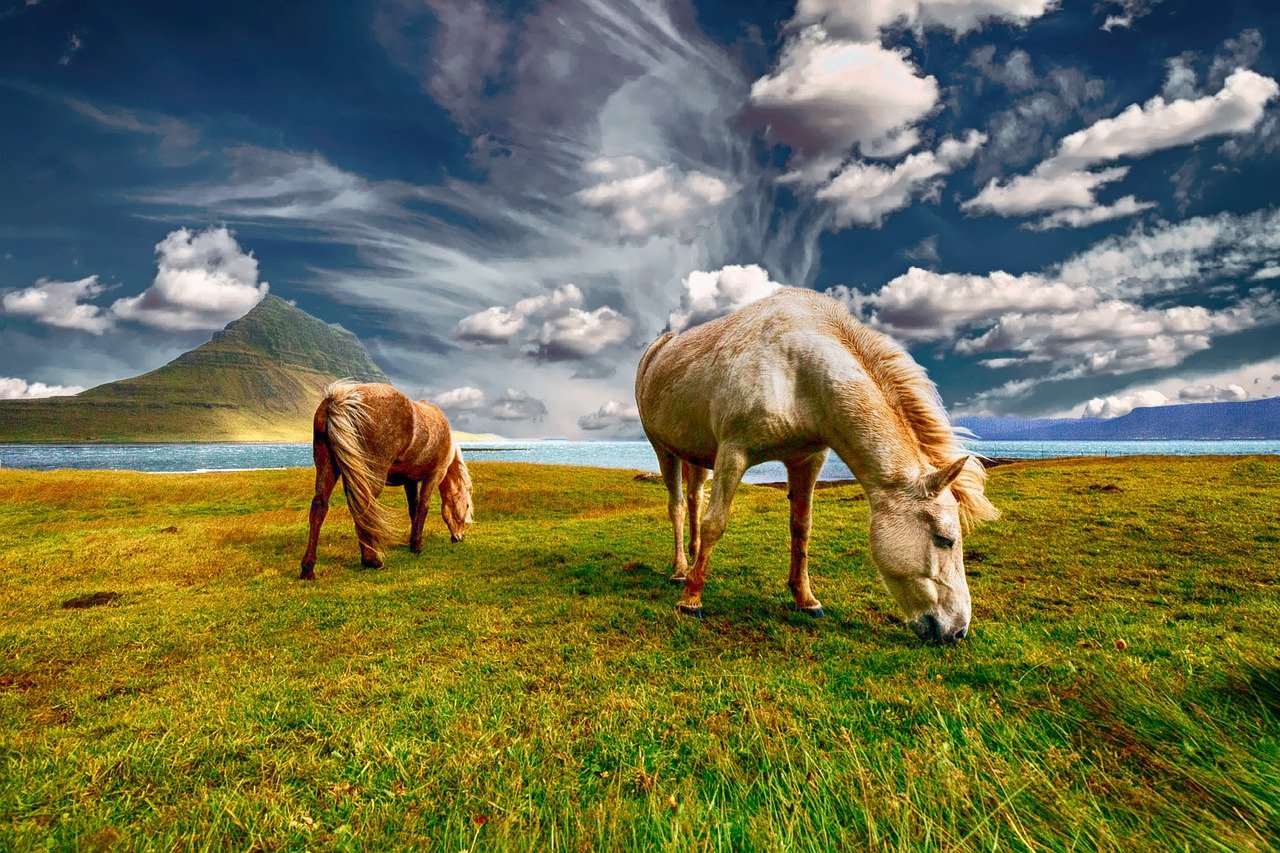 horses grazing pastures equines 2427513