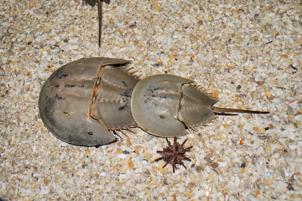 Horseshoe Crab Molucca Crab Sand  - NadineDoerle / Pixabay