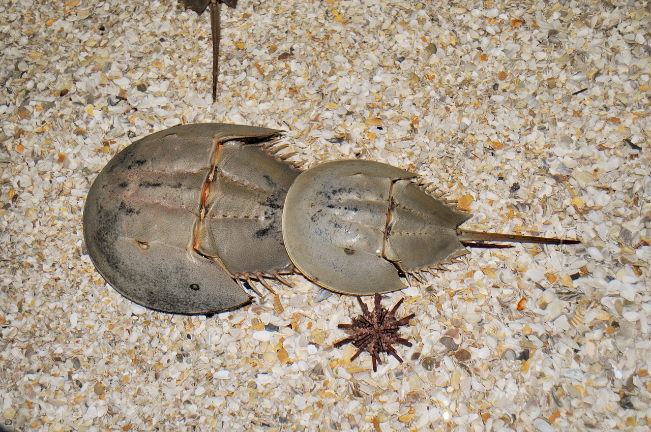 Horseshoe Crab Molucca Crab Sand - NadineDoerle / Pixabay