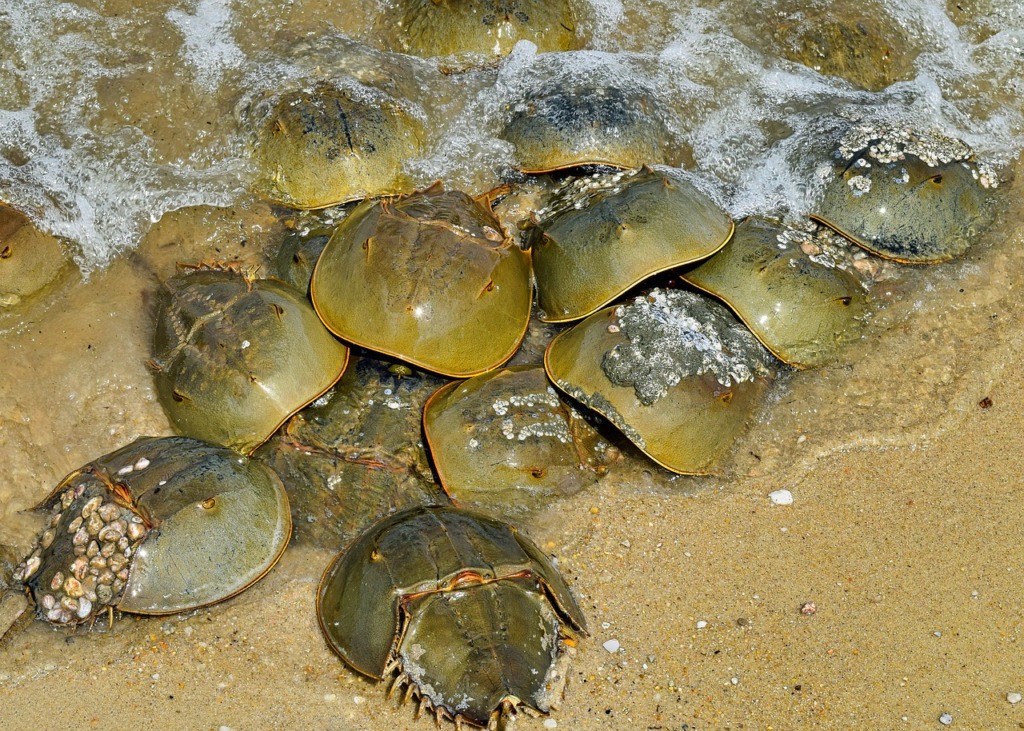 Horseshoe Crabs Crustaceans Crab  - Engel9 / Pixabay