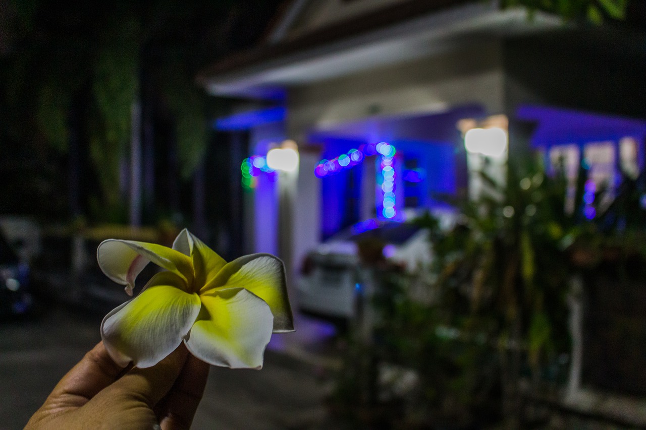 House Flower Color Bloom Plant  - Rattakarn_ / Pixabay