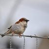 House Sparrow Passer Domesticus  - Birderswiss_Photography / Pixabay
