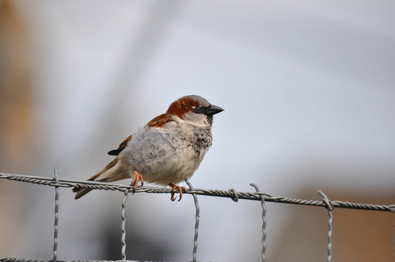 House Sparrow Passer Domesticus  - Birderswiss_Photography / Pixabay