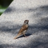House Sparrow Passerine Bird  - Lancier / Pixabay